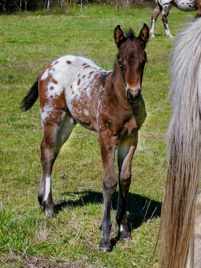 Appaloosa colt bay blanket
